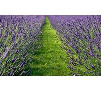Three or Six Lavender Phenomenal Potted Plants with Optional Pots: Three plants + One Pot
