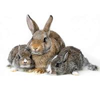Three Rabbits - Jigsaw Puzzles For Adults 1000-Piece Diy Puzzle Kids Toys 26x38cm