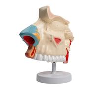 Three Times Life Size Anatomical Nasal Cavity Model with Removable Parts for Diseases Study Medical Lecture Report PVC
