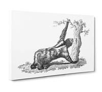 Three-toed Sloth in Black & White by George Shaw Canvas Print for Living Room Bedroom Home Office Décor, Wall Art Picture Ready to Hang, 30 x 20 Inch (76 x 50 cm)