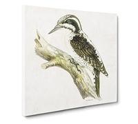 Three toed Woodpecker Bird by Von Wright Vintage Canvas Wall Art Print Ready to Hang, Framed Picture for Living Room Bedroom Home Office Décor, 20x20 Inch (50x50 cm)