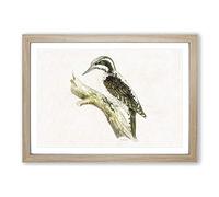 Three-Toed Woodpecker by Von Wright Framed Print | A2 Oak Framed Wall Art | Ready to Hang | Modern Animal Picture | Living Room Bedroom Lounge Office