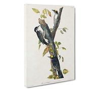 Three-toed Woodpeckers by John James Audubon Canvas Print | Gallery Wrapped 30mm Frame Wall Art | 30x20 inches | Ready to Hang | Contemporary Picture | Living Room Bedroom Lounge Office