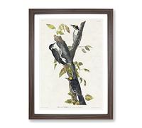 Three Toed Woodpeckers By John James Audubon Vintage Framed Print | A2 Walnut Framed Wall Art | Ready to Hang | Classic Animal Picture | Living Room Bedroom Lounge Office