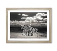 Three Zebras in the Wild Modern Framed Print | A4 Oak Framed Wall Art | Ready to Hang | Modern Animal Picture | Living Room Bedroom Lounge Office
