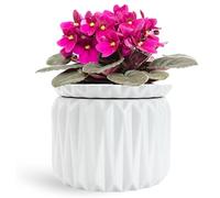 Thriving Thicket African Violet Garden Pots Ceramic Self Watering Planter for Indoor Flowers and Plants