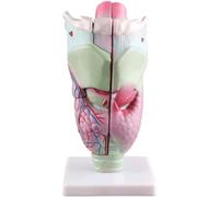 Throat Model Easy to Carry Human Organ Model Science Classroom Learning Auxiliary Anatomy Biology Teaching Model