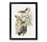 Thrush & Mountain Mocking Birds by John James Audubon Framed Print | A2 Black Framed Wall Art | Ready to Hang | Modern Landscape Picture | Living Room Bedroom Lounge Office