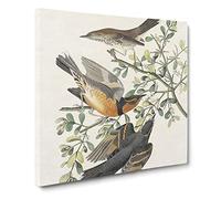Thrush & Mountain Mocking Birds by John James Audubon Vintage Canvas Wall Art Print Ready to Hang, Framed Picture for Living Room Bedroom Home Office Décor, 14x14 Inch (35x35 cm)