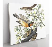 Thrush & Mountain Mocking Birds by John James Audubon Vintage Canvas Wall Art Print Ready to Hang, Framed Picture for Living Room Bedroom Home Office Décor, 35x35 cm (14x14 Inch)