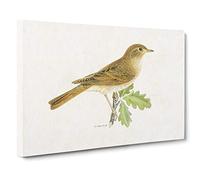 Thrush Nightingale Bird by Von Wright Canvas Print | Gallery Wrapped 30mm Frame Wall Art | 30x20 inches | Ready to Hang | Modern Animals Picture | Living Room Bedroom Lounge Office