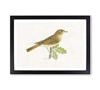 Thrush Nightingale Bird by Von Wright Framed Print | A2 Black Framed Wall Art | Ready to Hang | Modern Nature Picture | Living Room Bedroom Lounge Office