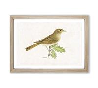 Thrush Nightingale Bird by Von Wright Framed Print | A2 Oak Framed Wall Art | Ready to Hang | Modern Nature Picture | Living Room Bedroom Lounge Office