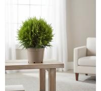 Thuja Occ Danica Pot Size 15 Cm Height 30 Arborvitae Indoor Houseplant