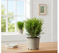 Thuja Occ Tiny Tim Pot Size 17 Cm Height 40 Arborvitae Indoor Houseplant