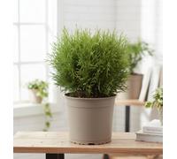 Thuja Occ Tiny Tim Pot Size 23 Cm Height 40 Arborvitae Indoor Houseplant