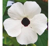 Thunbergia White Halo Black Eyed Susan 3 Plug Plants