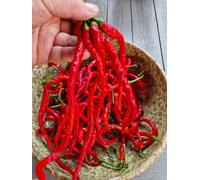 Thunder Mountain Longhorn Chilli Seeds - 10 Fresh Seeds