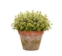 Thyme Doone Valley Lemon Scented 3