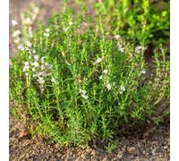 Thyme 'English' Value Plug Plants x 5. Cooking Herb Available from Bedwen Plants.