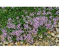 Floradix Herbal Tea Thyme 15 Teabags