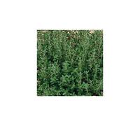 THYME. One of the oldest herbs in culinary use.