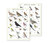 Thymera British Garden Birds Poster - Wildlife Bird Chart Print, Educational Ornithology Wall Art