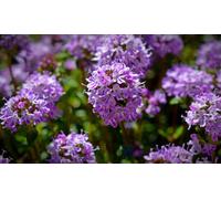 Thymus Serpyllum Wild Thyme 6 Plug Plants