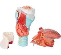 Thyroid Model Detachable Stomatology Model Human Larynx Model with Teeth and Tongue Life-Size Anatomy Head Model of the Throat