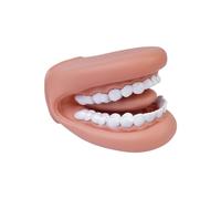 Tiardey Tooth Model Brushing Teaching Tooth Model Enlarged Mouth Model For Lectures And Teaching Educational Tooth Model Hand-Wear Soft Model For Student Classroom