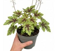 Tiarella Angel Wings Foamflower - 2L Pot