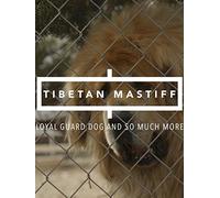 Tibetan Mastiff: Loyal Guard Dog And So Much More