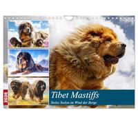 Tibetan Mastiffs. Proud souls in the wind of the mountains UK-Version (Wall Calendar 2026 DIN A4 Landscape), CALVENDO 12 Month Wall Calendar