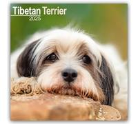 Tibetan Terrier Calendar 2025 Square Dog Breed Wall Calendar - 16 Month 9781804