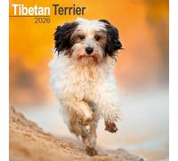 Tibetan Terrier 2026 Calendar | Square Wall Calendar | Dog Breed Gift | Plastic Free Packaging | by Avonside Publishing