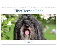 Tibetan Terrier Theo UK-Version (Wall Calendar 2026 DIN A4 Landscape), CALVENDO 12 Month Wall Calendar