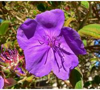 Tibouchina Urvilleana Glory Bush Plug Plant