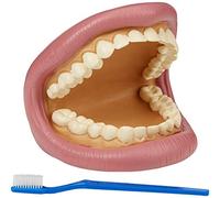 Rapid Giant Teeth Demonstration Model - 150 x 185 x 140mm