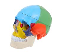 TIDTALEO Anatomical Skull Head Medical Tool for Schools Universities and Laboratories Realistic Design with Removable Features for Enhanced Learning Experience