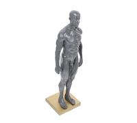 TIDTALEO Men Body Anatomical Model Human Muscle Structure Art Model Figure for Teaching Display Learning Anatomy Reference for Artists and Students Random Color