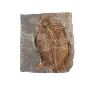 TIDTALEO Trilobite Specimen Collection Real Natural Trilobite for Education Unique Display for Home Office Labs for Biology Class Projects Vivid Detail Retro