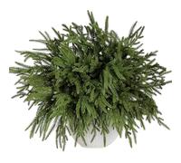Tifuly 30 Heads Artificial Pine Branches,Real Touch Christmas Foliage,Norfolk Stem,Evergreen Pine Branches,Holly Stem,Christmas Tree Picks for Table Decoration(6Pcs)
