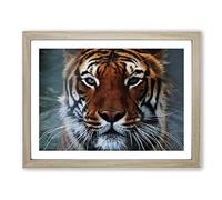 Tiger 8 Modern Framed Print | A3 Oak Framed Wall Art | Ready to Hang | Modern Animal Picture | Living Room Bedroom Lounge Office