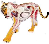 Tiger Anatomy Model, Tiger Organ Skeleton Model Half-Transparent Simulation, 36 Detachable Organs and Body for Biology Animal Medical Teaching.