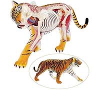 Tiger Animal Anatomical Model Detachable Scientific Anatomical Animal Model for Medical ion Help Great Gifts for ion or Veterinarians for Medical Demonstration