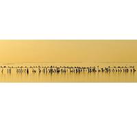 Tiger B. Smith - Tiger Rock (Ltd. Ed. 1000 numbered copies 180g. Re-Issue + Poster + Signed Postcard) [VINYL]