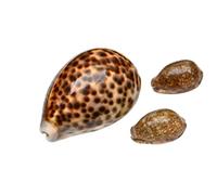 Tiger Cowrie Shell Set - 1 Large (7-5cm) + 2 Mini Cowries - Natural Decorative Seashells for Crafts, Décor & Collecting