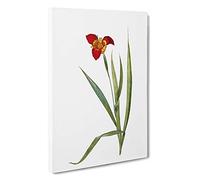 Tiger Flower by Pierre-Joseph Redoute Canvas Print for Living Room Bedroom Home Office Décor, Wall Art Picture Ready to Hang, 30 x 20 Inch (76 x 50 cm)