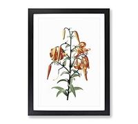 Tiger Lily Flowers By Pierre Joseph Redoute Vintage Framed Print | A3 Black Framed Wall Art | Ready to Hang | Classic Floral Picture | Living Room Bedroom Lounge Office