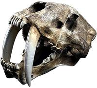 Tiger model resin, model of skull tiger tooth saber smilodon animal head skull head replica to teeth tooth saber saber -